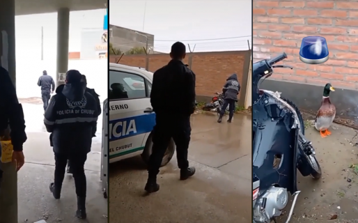 Insólito: un pato “cayó en cana”