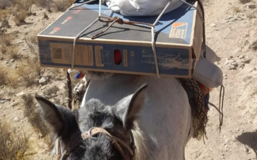El intendente de un pueblo de Salta envió un televisor en mula para que los niños puedan ver el Mundial