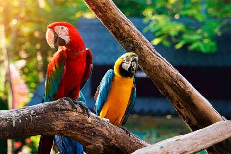 La población mundial de animales silvestres disminuyó casi 70% en los últimos 50 años