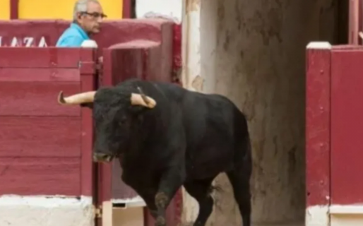 Un toro “se hizo el muerto” y mató de una feroz cornada al carnicero que lo iba a cortar en trozos