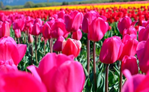 Comenzó la temporada de Tulipanes en Trevelin