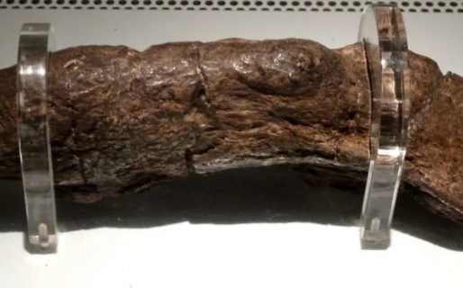 Presentaron la materia fecal fosilizada de un vikingo: mide 20 centímetros de largo por 5 de ancho