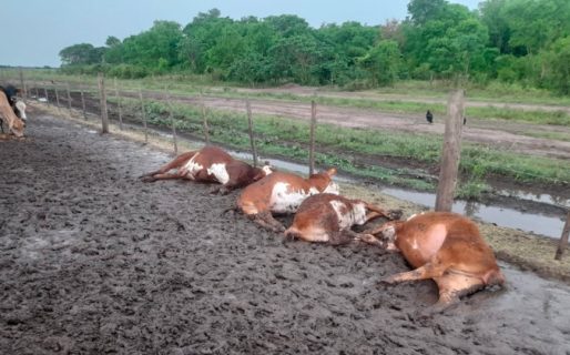 Un rayo impactó contra 65 terneros y los mató instantáneamente