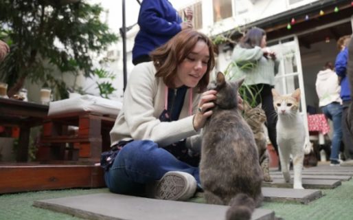 Tres mujeres abrieron el primer café de gatos