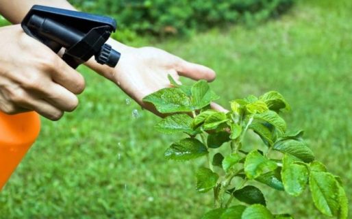 Taller de manejo de plagas en la huerta