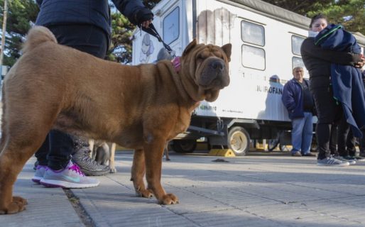 Este viernes habrá una jornada de vacunación y desparasitación para perros y gatos