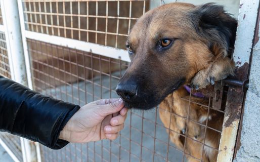 Este fin de semana se concretará la 1° Jornada de Tenencia Responsable de perros y gatos