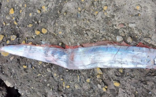 Hallan en Chile un «pez del fin del mundo», la criatura que revive la teoría de Nostradamus