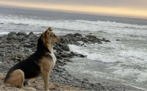 Vaguito, el perro que hace años va a la playa a esperar a su dueño que murió en el mar