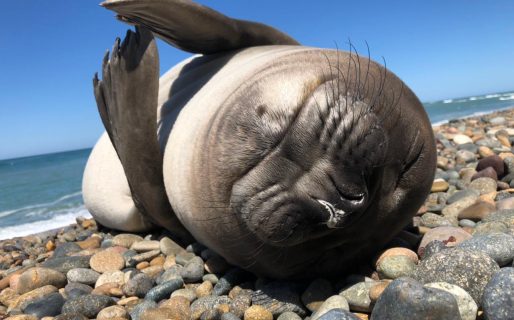 Puerto Madryn: puso la cámara en la playa, se acercó un cachorro de elefante marino y mirá lo que pasó…