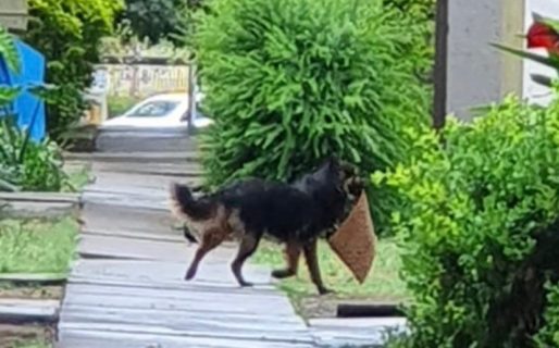 Denunciaron el robo de felpudos en un edificio pero el culpable es inimputable