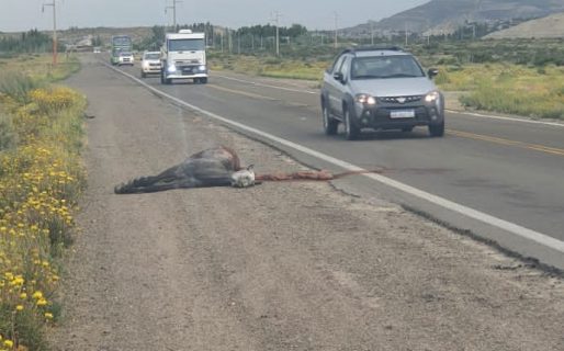 Un camionero mató a un caballo que se cruzó en su camino