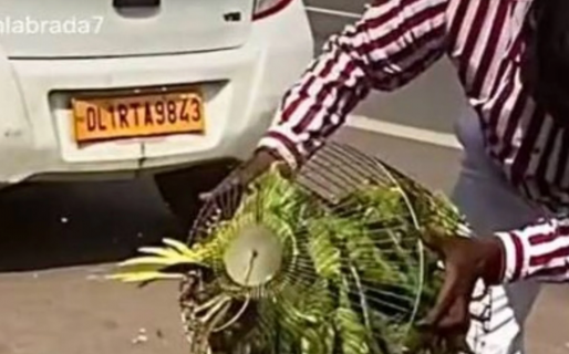 Compró una jaula repleta de loros y los dejó liberó en plena calle