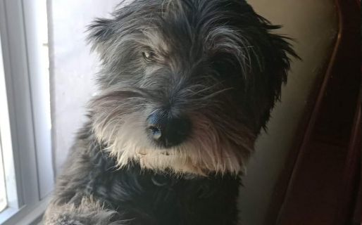 Intensa búsqueda de Luna: se perdió en el basural de Zona Norte