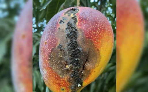 Investigan manchas negras en mangos que causan enfermedades
