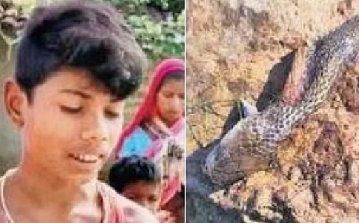 Un niño fue picado por una cobra, él le devolvió el mordisco y la mató