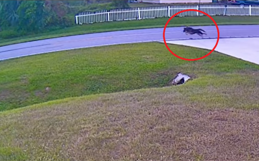 El aterrador momento en que un perro arriesga su vida para salvar a su dueña de un feroz ataque