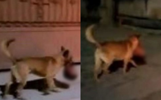 Horror: un perro paseó durante horas llevando una cabeza humana