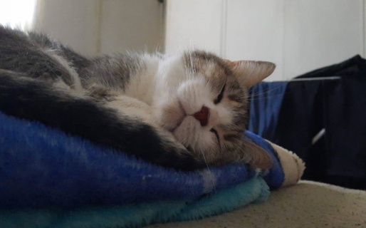 Desaparecieron en el km3 Macro y Sofía: se asustaron en medio de una mudanza