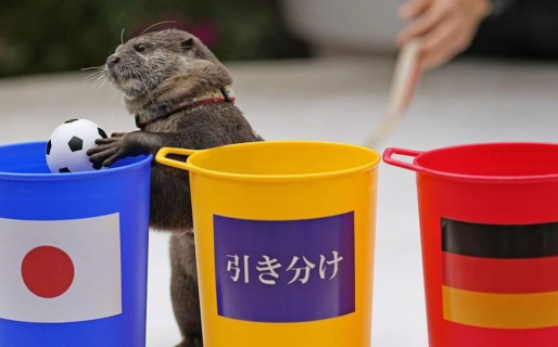En vos confiamos: una nutria que predijo un batacazo del Mundial de Qatar