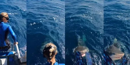 Una buceadora se iba a tirar al agua y casi es triturada por un tiburón