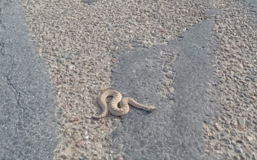 Precaución: encuentran una víbora en un lugar muy transitado de Palazzo