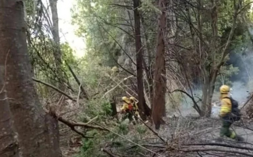 El incendio en el Parque Nacional Los Alerces está reducido