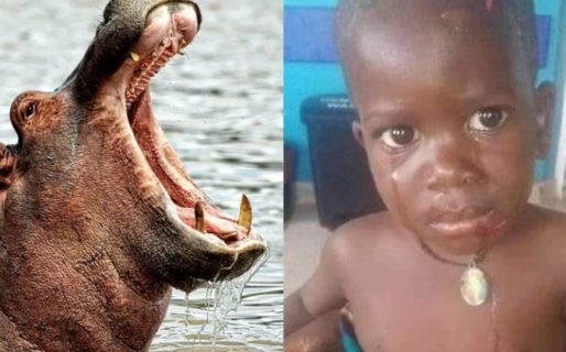 Un nene de dos años fue devorado por un hipopótamo y se salvó de milagro