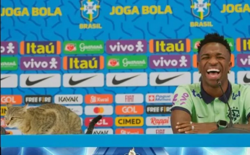 Afuera también pasa: un gato interrumpió una conferencia de prensa en el Mundial