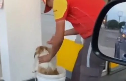 Por la ola de calor, un playero de una estación de servicio bañó a un perrito y emocionó a todos en las redes