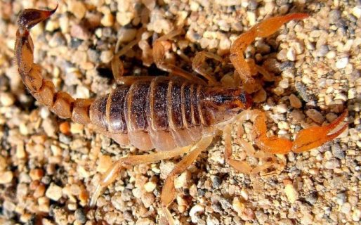 Solicitan extremar cuidados para evitar picaduras o mordeduras de animales venenosos en Chubut