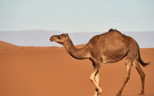 Qué es el «virus del camello» y cómo le afecta a las personas