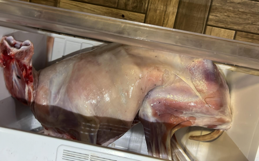 Gastó una fortuna en un cordero y se llevó la sorpresa de su vida: “Nos vendieron un perro”