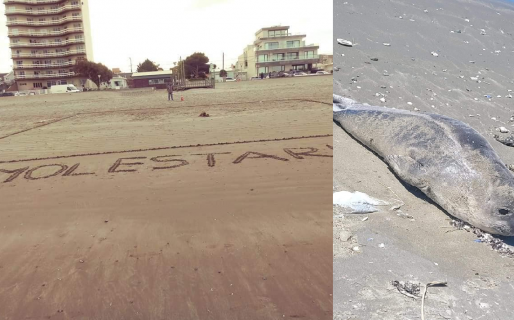 Qué hacer en caso de cruzarse con un lobo o elefante marino en la playa