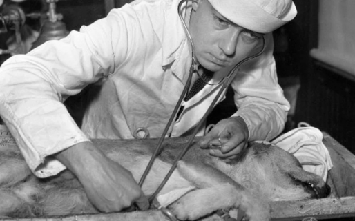 El científico que resucitaba animales y no le dejaron probar su experimento con humanos