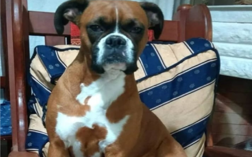 Hay $10.000 pesos de recompensa por encontrar a una perra en Comodoro