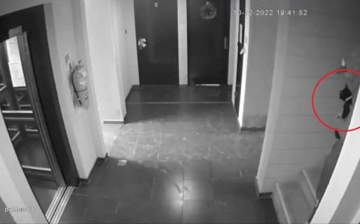 Entró a una casa, robó el gato y se lo dio de comer a los perros del vecino