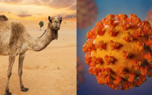 Coronavirus y «virus del camello»: Las recomendaciones del Ministerio de Salud para quienes vuelven de Qatar