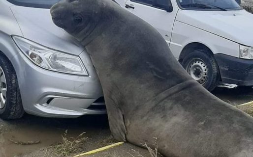¿Lo cubrirá el seguro? Un elefante marino abolló un auto estacionado