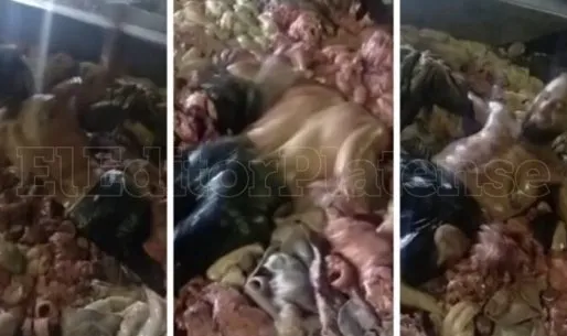 Sin miedo a nada: un hombre se filmó nadando entre muchos chinchulines