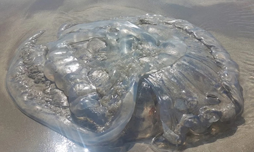 Encontraron medusas gigantes muertas en Playa Unión