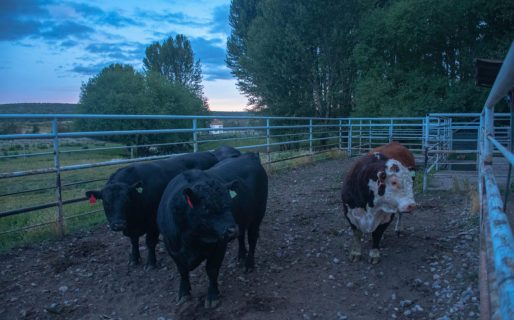 Por primera vez, la Argentina le vendió a Chile reproductores bovinos en pie