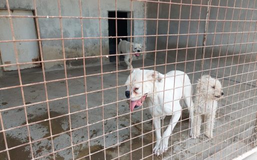 Rescataron a tres perritos que sufrían maltrato animal
