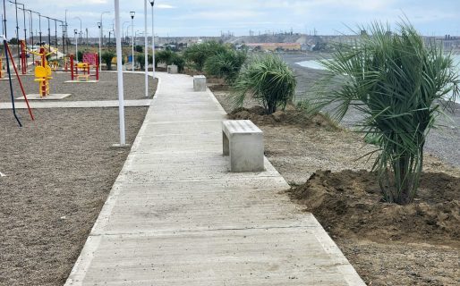 Llegaron las nuevas palmeras al paseo costero de zona norte