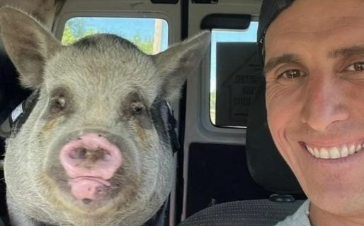 Denuncian que adoptó un mini pig como mascota y lo hizo a la parrilla con sus amigos: «Está en otro plano»