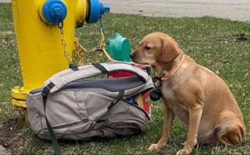 Abandonó a su perra con una carta y una mochila llena de juguetes
