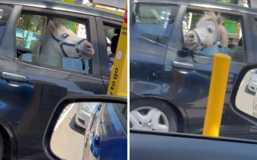 Sacó a pasear a su caballo en el auto y fue a un local de comidas rápidas: “Está emocionado por su helado”
