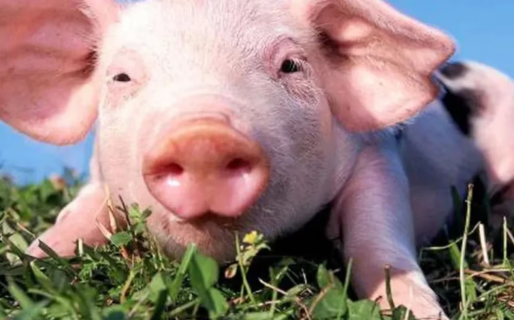 Un chancho mató al carnicero que lo iba a sacrificar con una pistola eléctrica