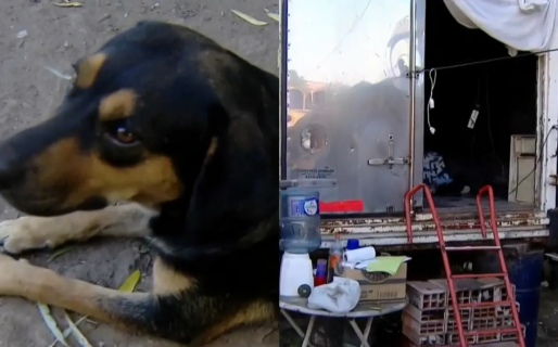 Un hombre se acostó a dormir, su casa se incendió y se salvó gracias a su perro: “Me hizo caer de la cama”