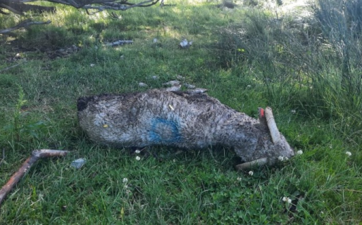 Un productor sufrió una millonaria pérdida tras un feroz ataque de perros a sus carneros